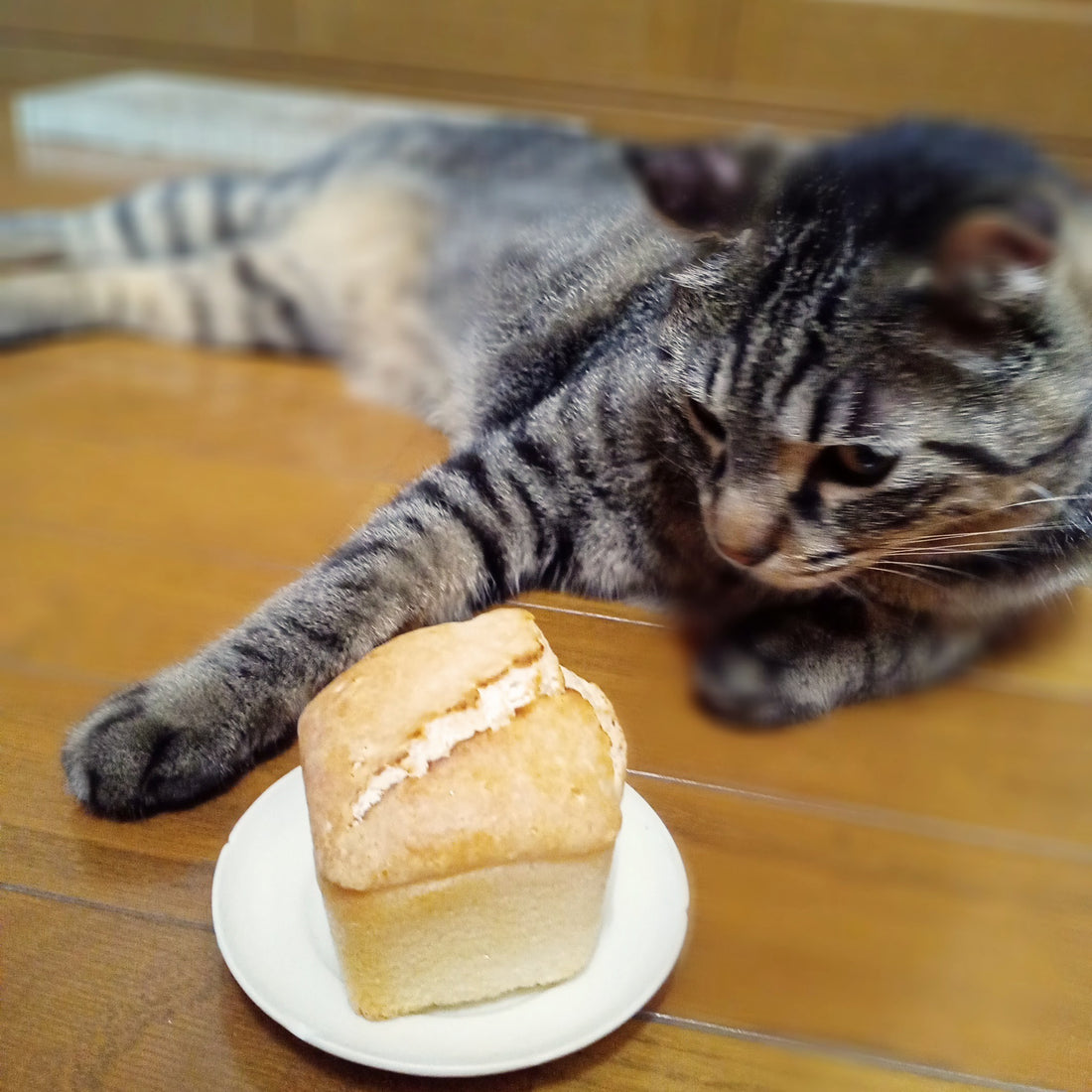セール商品のご案内